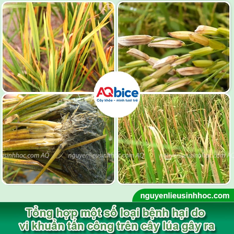 Thuốc đặc trị vi khuẩn trên lúa: Hiệu quả nhanh, vụ bội thu 2 Thuốc đặc trị vi khuẩn trên lúa: Hiệu quả nhanh, vụ bội thu