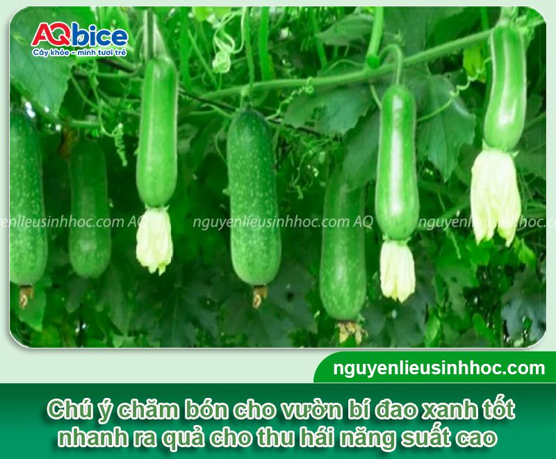 Kỹ thuật trồng bí đao xanh F1 tại nhà đơn giản, dễ thực hiện 4 Kỹ thuật trồng bí đao xanh F1 và chăm bón năng suất cao
