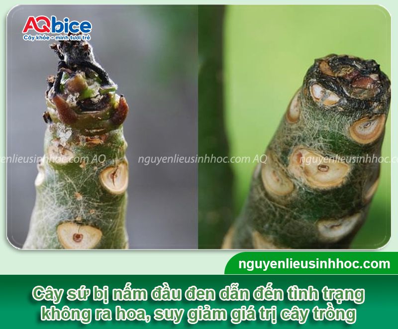 Thuốc trị nấm cho cây sứ dứt điểm, không tái phát lại 4 Thuốc trị nấm cho cây sứ an toàn, hiệu quả vượt trội