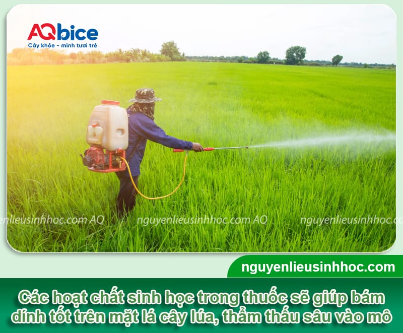 Thuốc đặc trị vi khuẩn trên lúa: Hiệu quả nhanh, vụ bội thu 3 Thuốc đặc trị vi khuẩn trên lúa: Hiệu quả nhanh, vụ bội thu