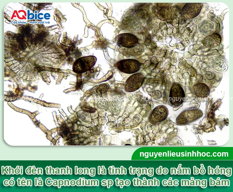 Khói đèn thanh long là bệnh gì? Cách nhận biết và phòng trừ 2 Khói đèn thanh long là bệnh gì? Cách nhận biết và phòng trừ