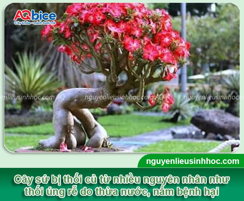 Cây sứ bị mềm củ vàng lá do thối rễ và cách xử lý hiệu quả