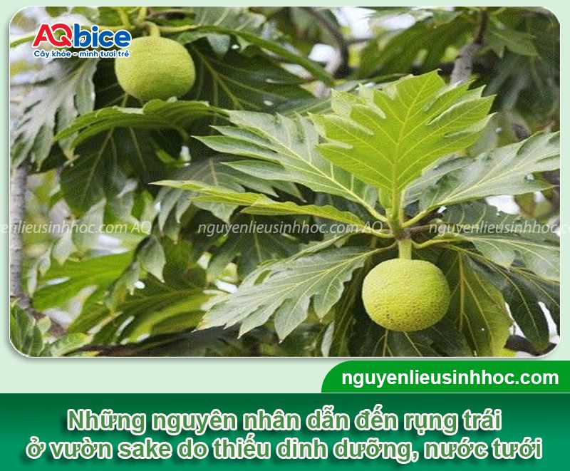 Cây sa kê bị rụng trái: Nguyên nhân, khắc phục hiệu quả