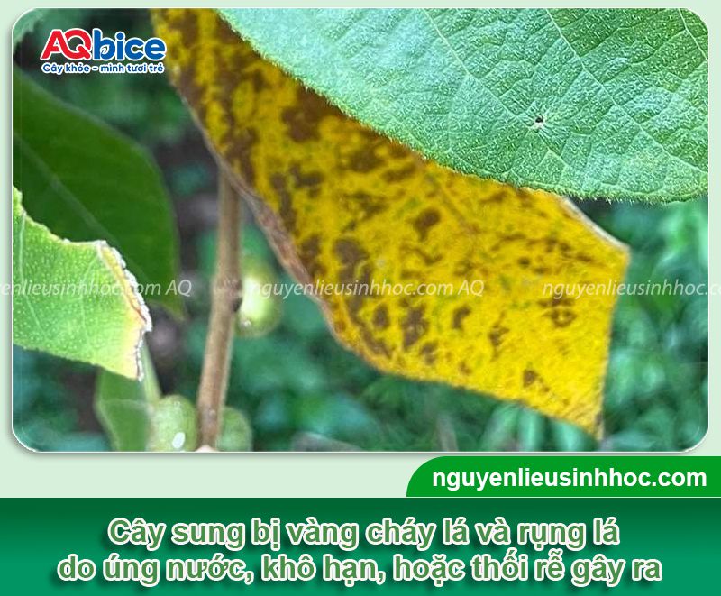 Cây sung bị vàng lá: Nguyên nhân, cách phục hồi hiệu quả 3 Cây sung bị vàng lá: Nguyên nhân, cách phục hồi hiệu quả