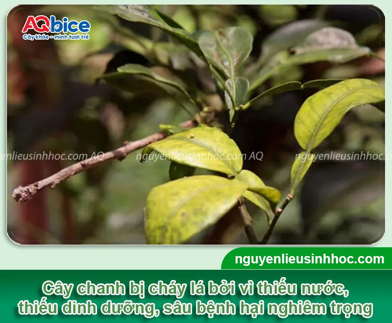 Cây chanh bị cháy lá: Nguyên nhân, cách xử lý kịp thời 2 Cây chanh bị cháy lá: Nguyên nhân, cách xử lý kịp thời hiệu quả