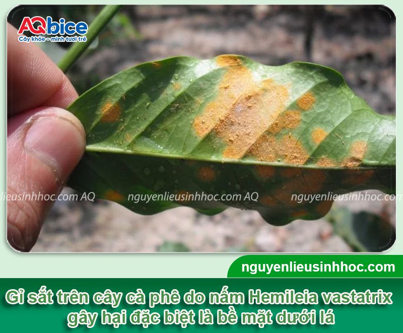 Rỉ sắt cà phê: Nguyên nhân, biểu hiện và Cách xử lý 2 Rỉ sắt cà phê: Nguyên nhân, biểu hiện và cách xử lý