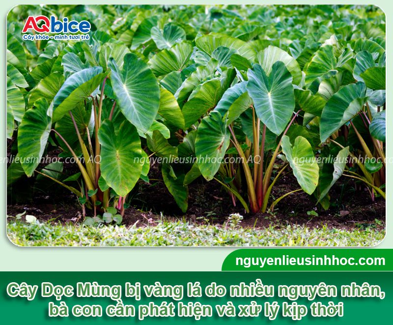 Cây dọc mùng bị vàng lá do đâu? Cách khắc phục 2 Cây Dọc Mùng bị vàng lá do nguyên nhân nào? Cách khắc phục
