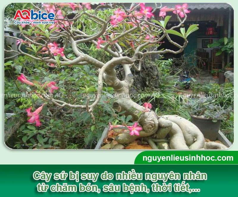 Cách phục hồi cây sứ bị suy hiệu quả, kịp thời ngay tại nhà