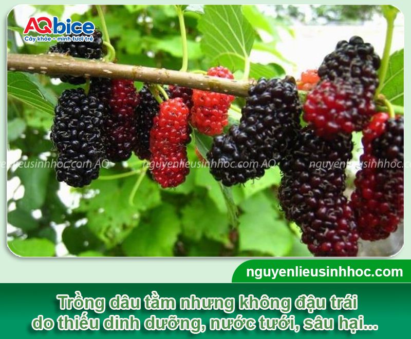 Cách làm cho cây dâu tằm ra trái đúng mùa, chống rụng non 2 Cách làm cho cây dâu tằm ra trái đúng mùa, chống rụng non