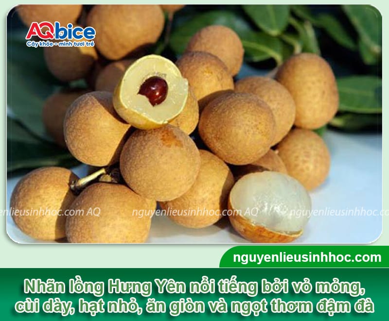 TOP 5 giống nhãn ngon nhất hiện nay tại thị trường Việt Nam