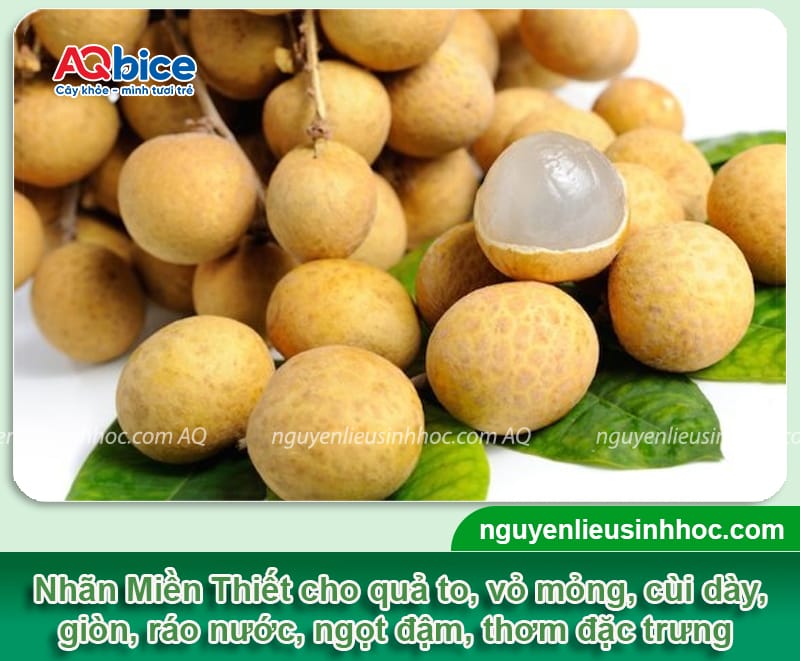 TOP 5 giống nhãn ngon nhất hiện nay tại thị trường Việt Nam