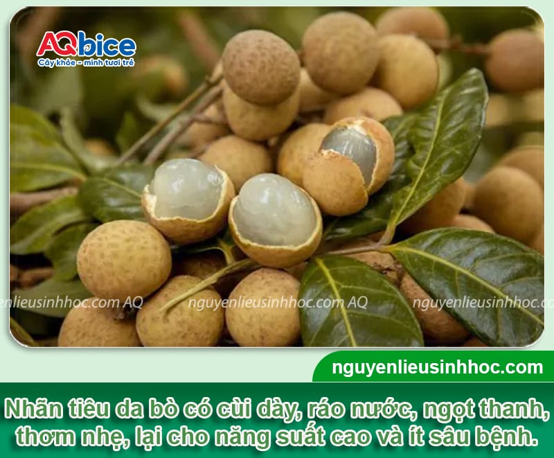 TOP 5 giống nhãn ngon nhất hiện nay tại thị trường Việt Nam
