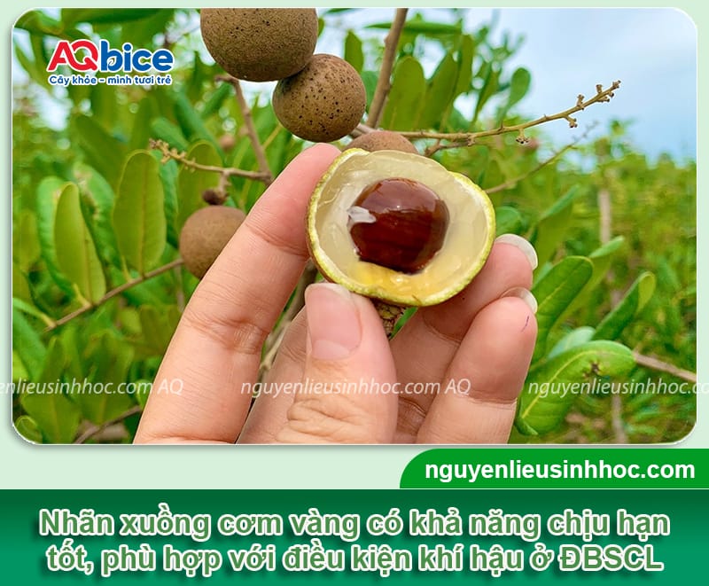 TOP 5 giống nhãn ngon nhất hiện nay tại thị trường Việt Nam