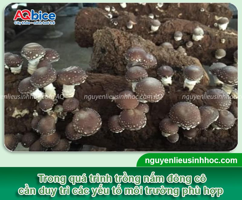 Top 2 cách trồng nấm đông cô tại nhà, nhanh thu hoạch 4 Top 2 cách trồng nấm đông cô đơn giản nhanh thu hoạch