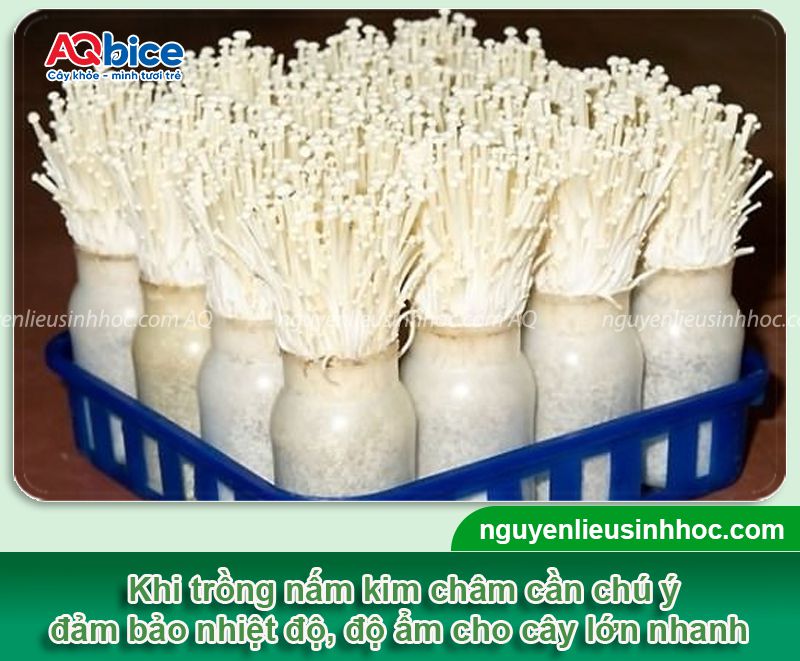 Top 2 cách trồng nấm kim châm bằng rễ đơn giản tại nhà 4 Top 2 cách trồng nấm kim châm bằng rễ đơn giản tại nhà