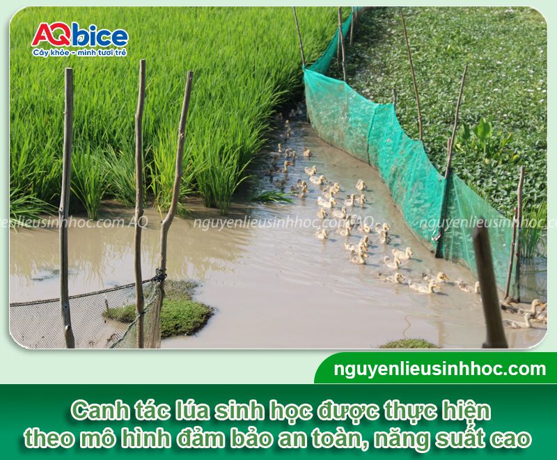 Canh tác lúa sinh học: Mô hình bền vững, hiệu quả, an toàn