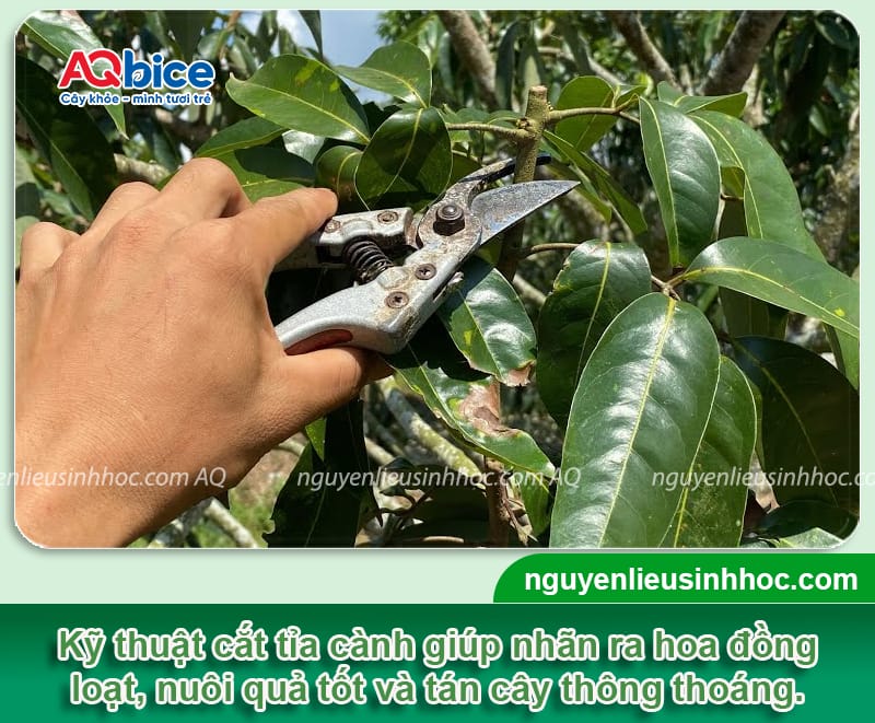 TOP 5 giống nhãn ngon nhất hiện nay tại thị trường Việt Nam