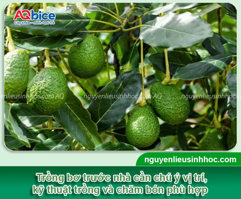 Trồng cây bơ trước nhà có tốt không? Ý nghĩa phong thủy