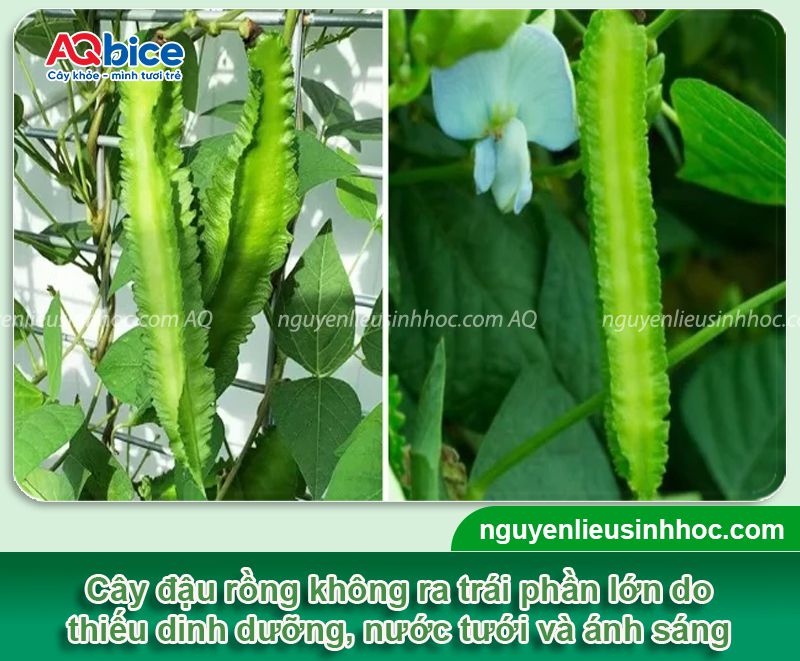 Đậu rồng không ra trái do đâu? Kích cây đậu trái xum xuê 2 Đậu rồng không ra trái do đâu? Kích cây đậu sai quả