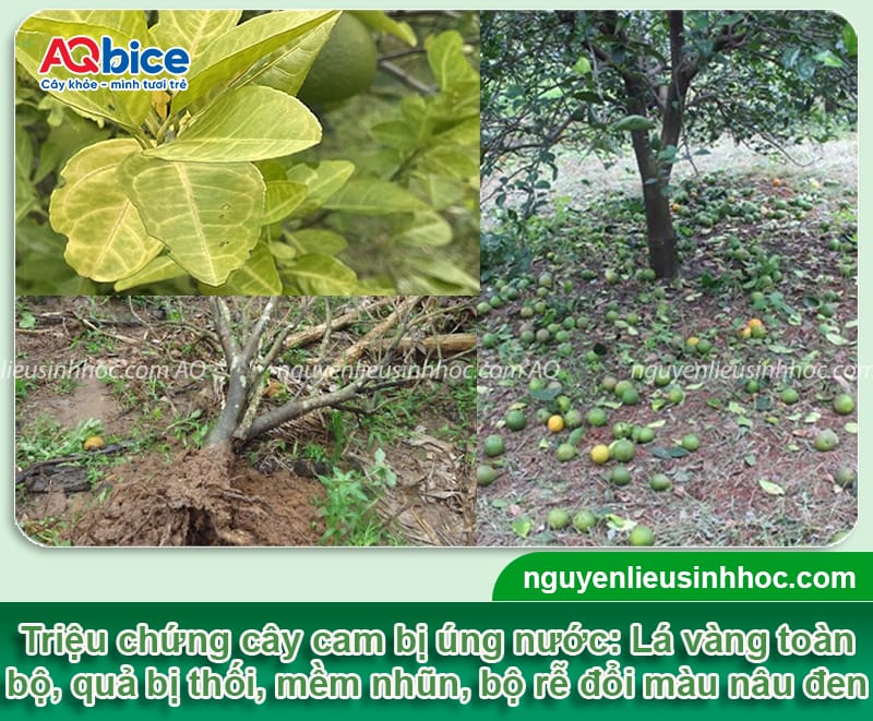 Nguyên nhân cam bị úng nước và cách xử lý an toàn, hiệu quả