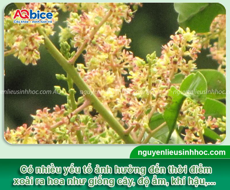 Cây xoài ra hoa vào tháng mấy? Cách kích xoài ra bông đồng loạt