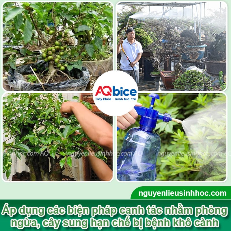 Nguyên nhân cây sung bị khô cành và Cách phòng trị 3 Nguyên nhân cây sung bị khô cành và cách điều trị an toàn