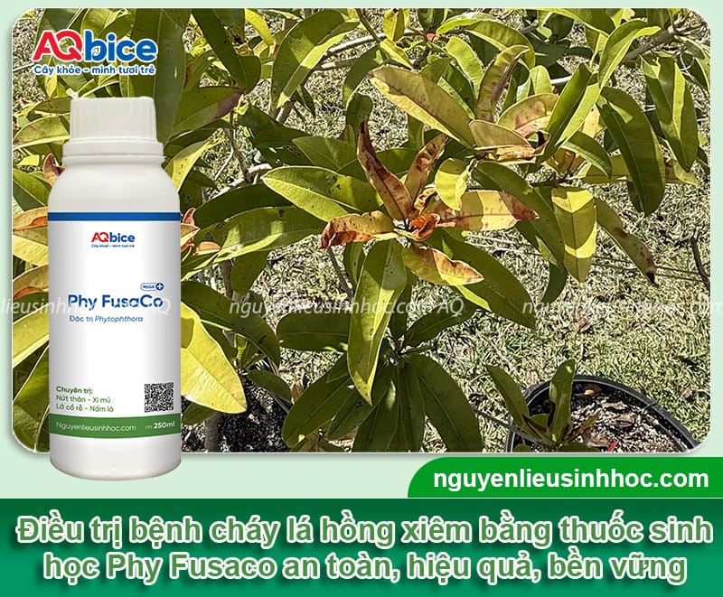 Nguyên nhân cây hồng xiêm bị cháy lá và Cách xử lý 4 Nguyên nhân cây hồng xiêm bị cháy lá và cách phòng trừ