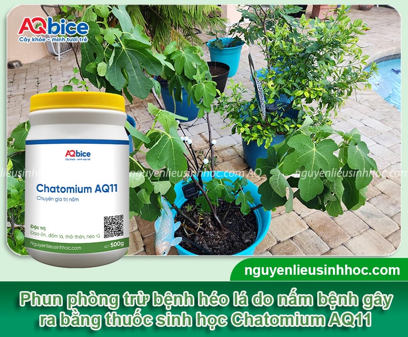 Vì sao cây sung bị héo lá? Cách phục hồi nhanh, hiệu quả cao