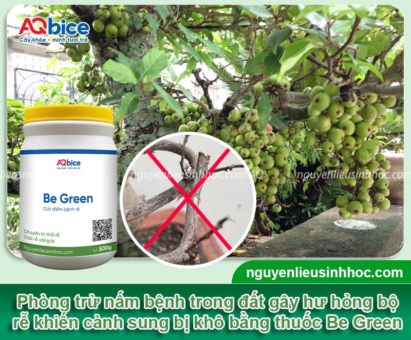 Nguyên nhân cây sung bị khô cành và Cách phòng trị 4 Nguyên nhân cây sung bị khô cành và cách điều trị an toàn