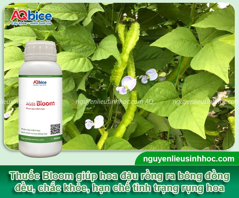Nguyên nhân đậu rồng bị rụng hoa và Cách khắc phục 4 Đậu rồng bị rụng hoa nguyên nhân do đâu và cách phòng trừ