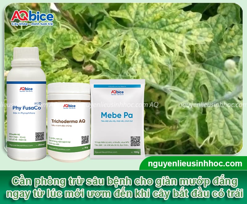 Cách trồng cây khổ qua trong thùng xốp quả sai trĩu giàn 6 Cách trồng cây khổ qua trong thùng xốp quả sai trĩu giàn