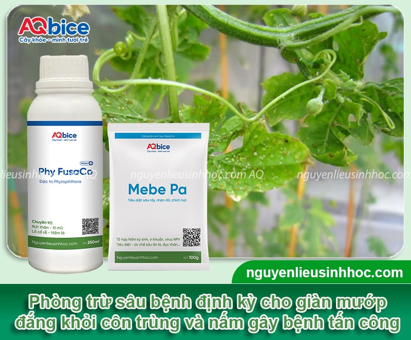 Hướng dẫn kỹ thuật trồng khổ qua lai F1 để dàn ra nhiều trái