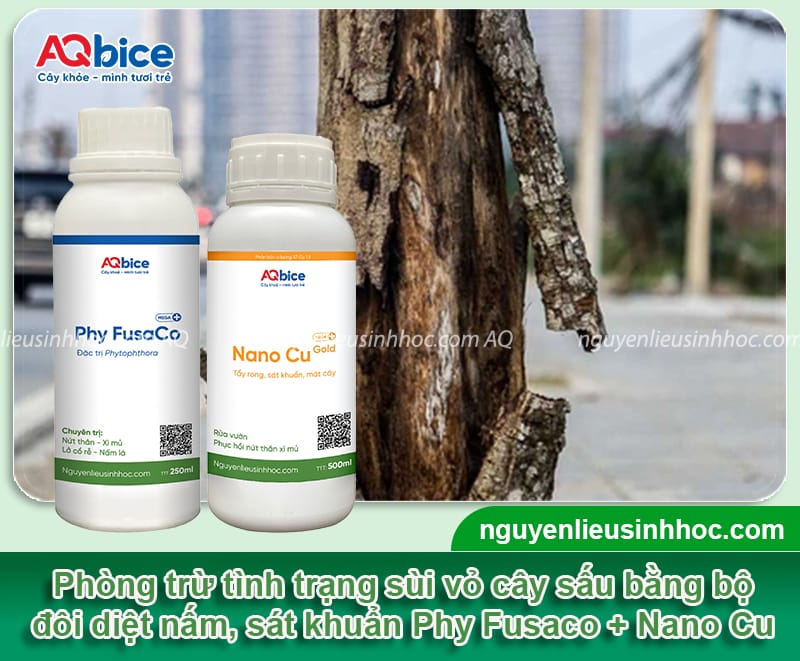 Nguyên nhân cây sấu bị sùi vỏ và cách phòng trừ an toàn