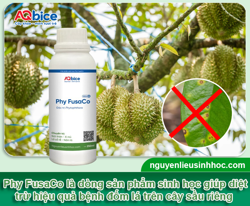 Bệnh đốm lá trên cây sầu riêng: Nguyên nhân & Cách phòng trị 4 Bệnh đốm lá trên cây sầu riêng: Nguyên nhân & Cách phòng trị