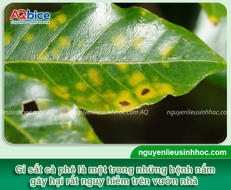 Rỉ sắt cà phê: Nguyên nhân, biểu hiện và Cách xử lý 1 Rỉ sắt cà phê: Nguyên nhân, biểu hiện và cách xử lý