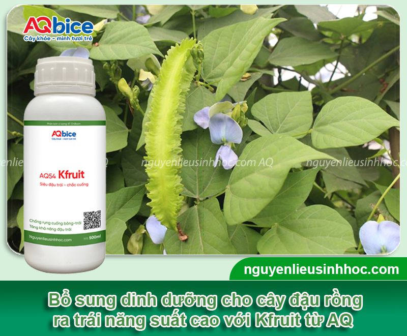Đậu rồng không ra trái do đâu? Kích cây đậu sai quả