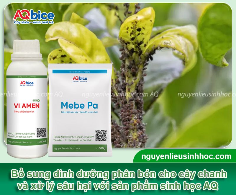 Cây chanh bị cháy lá: Nguyên nhân, cách xử lý kịp thời hiệu quả