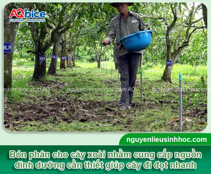 Hướng dẫn cách kéo đọt xoài giúp bật đọt mạnh, tán khỏe
