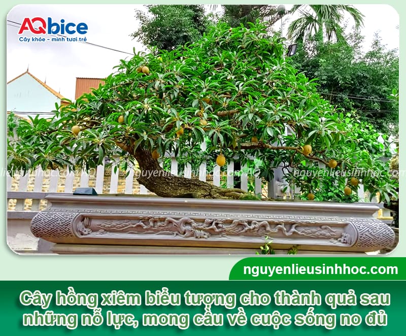 Trồng cây hồng xiêm trước nhà có tốt không, cần chú ý gì?