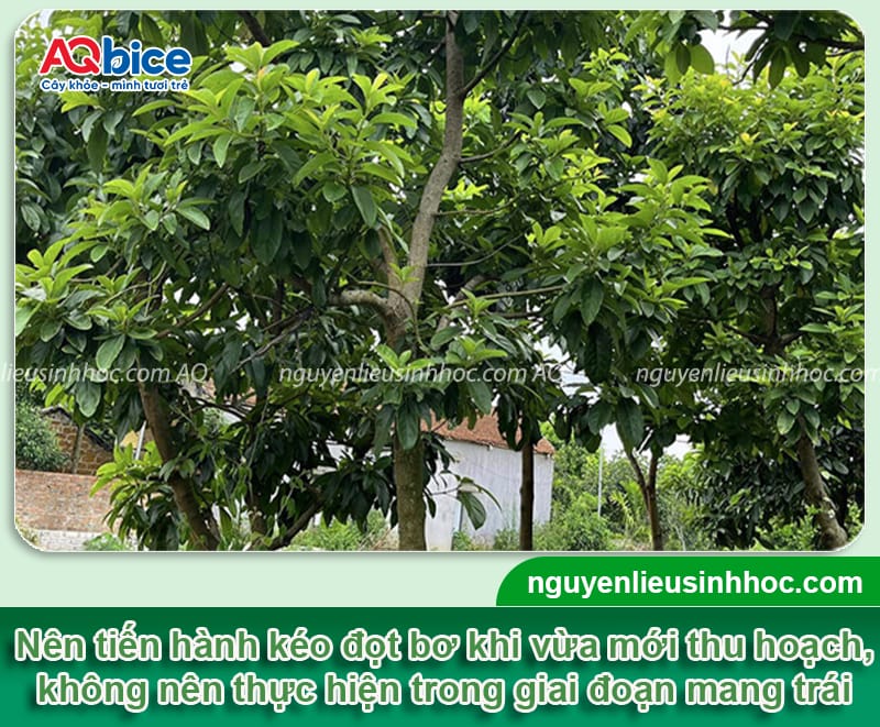 Kéo đọt bơ để hoa ra đều: Cách thực hiện và lưu ý quan trọng