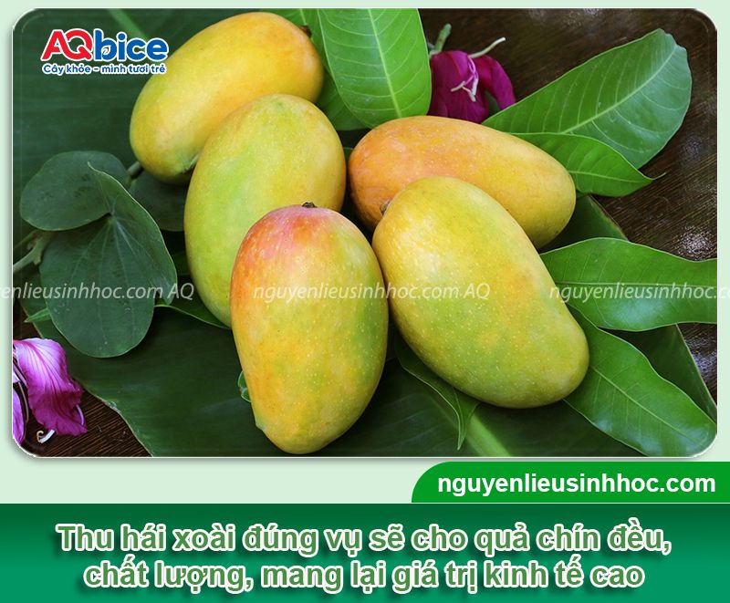 Cây xoài ra quả vào tháng mấy? Cách dưỡng quả ra sai trĩu 4 Cây xoài ra quả vào tháng mấy? Dưỡng quả chín, chống rụng non