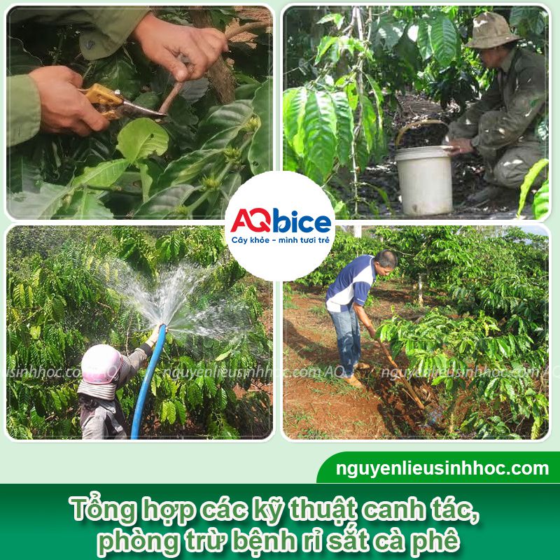 Rỉ sắt cà phê: Nguyên nhân, biểu hiện và Cách xử lý 4 Rỉ sắt cà phê: Nguyên nhân, biểu hiện và cách xử lý