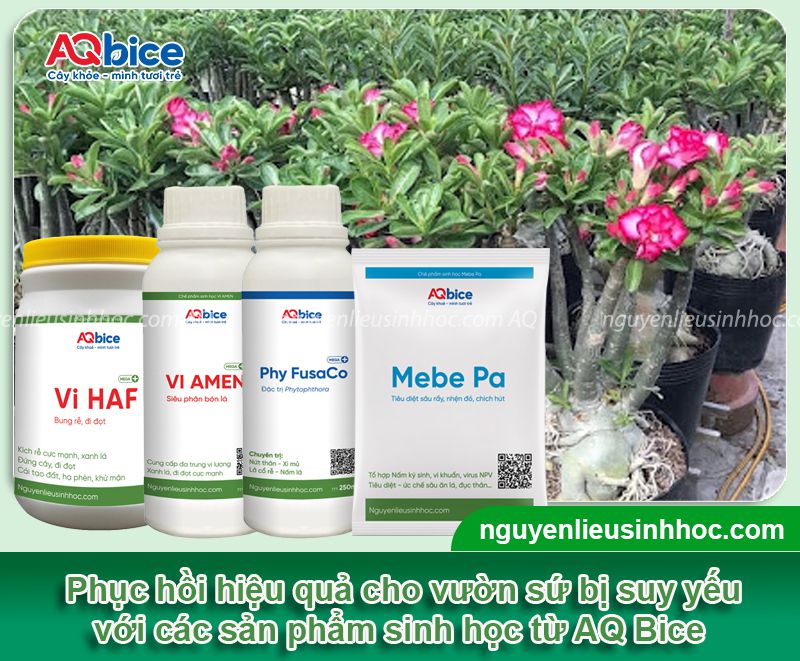 Cách phục hồi cây sứ bị suy hiệu quả, kịp thời ngay tại nhà