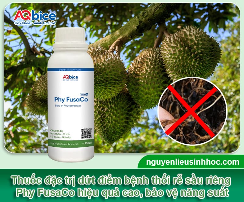 Bệnh thối rễ sầu riêng nhận biết thế nào và Cách trị dứt điểm 4 Bệnh thối rễ sầu riêng nhận biết thế nào và Cách trị dứt điểm