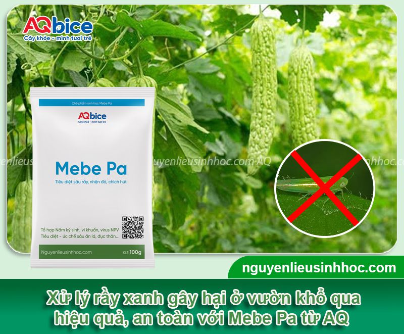 Thuốc đặc trị rầy xanh trên cây khổ qua hiệu quả, an toàn