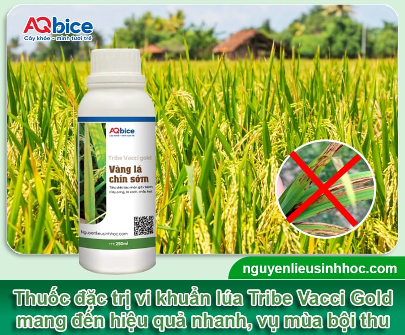 Thuốc đặc trị vi khuẩn trên lúa: Hiệu quả nhanh, vụ bội thu 4 Thuốc đặc trị vi khuẩn trên lúa: Hiệu quả nhanh, vụ bội thu