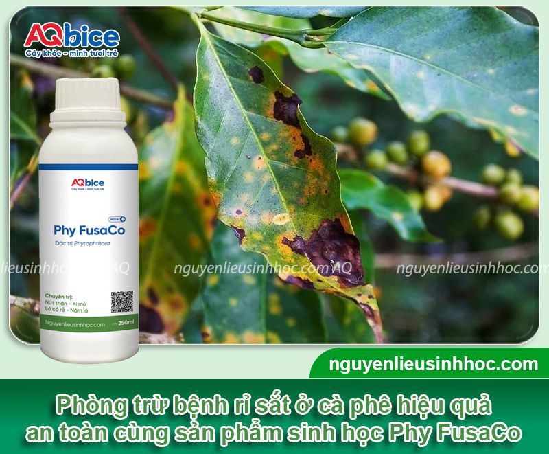 Rỉ sắt cà phê: Nguyên nhân, biểu hiện và cách xử lý