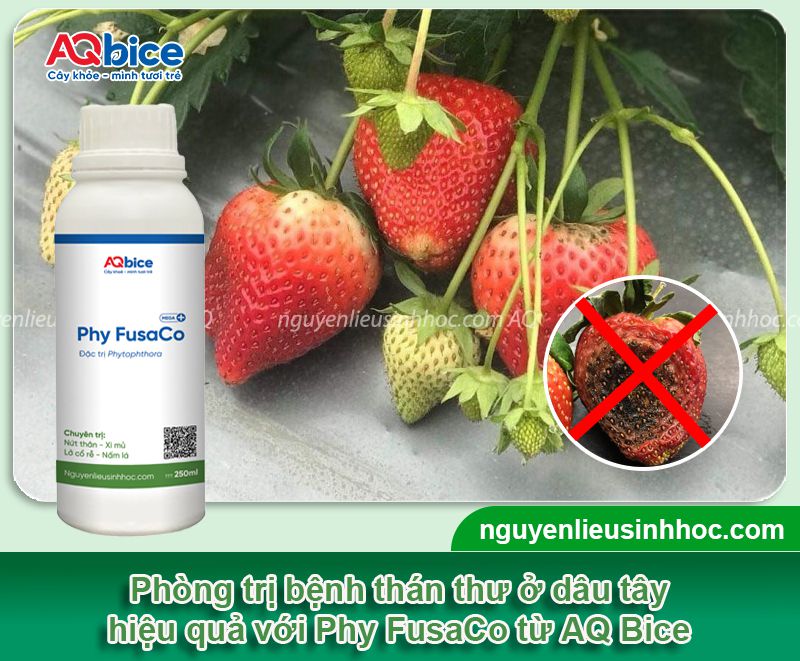 Bệnh thán thư trên dâu tây: Nguyên nhân, biểu hiện và xử lý