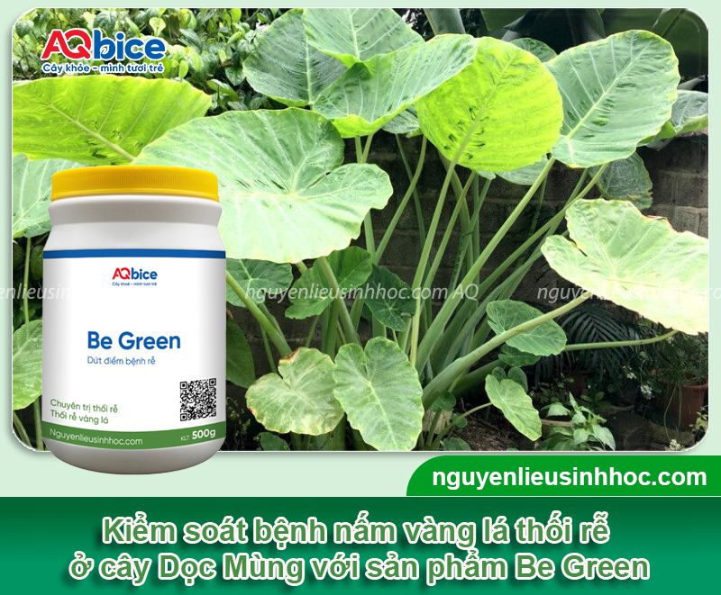 Cây Dọc Mùng bị vàng lá do nguyên nhân nào? Cách khắc phục