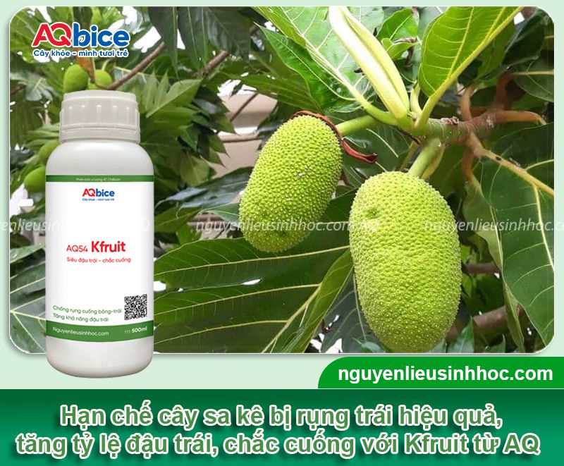 Cây sa kê bị rụng trái: Nguyên nhân, khắc phục hiệu quả